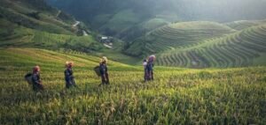 Sapa Rice Fields