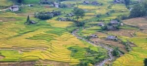 Rice Fields